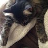 gimlicat
